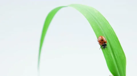 Ladybug going to sleep on the green leaf of grass Stock Footage 52768825
