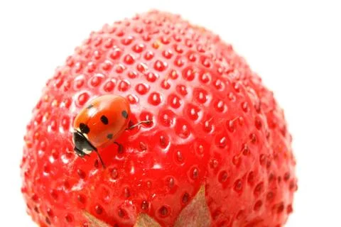 Ladybug gourmet Stock Photos