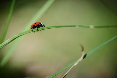 Ladybug on the grass against blurry background . Stock Photos