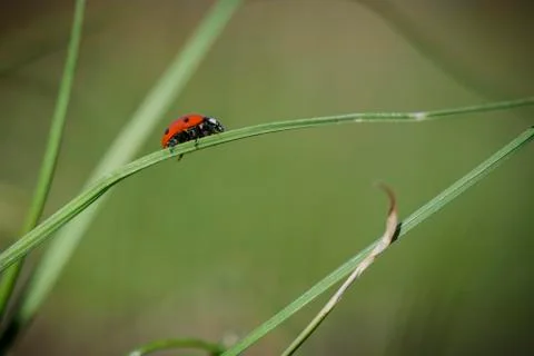 Ladybug on the grass against blurry background . Stock Photos