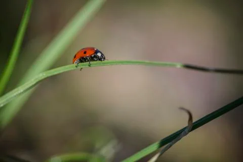 Ladybug on the grass against blurry background . Stock Photos