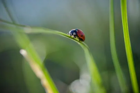 Ladybug on the grass against blurry background . Stock Photos