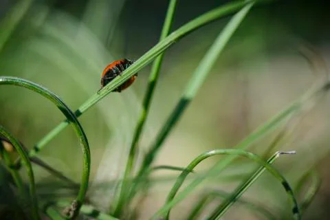 Ladybug on the grass against blurry background . Stock Photos