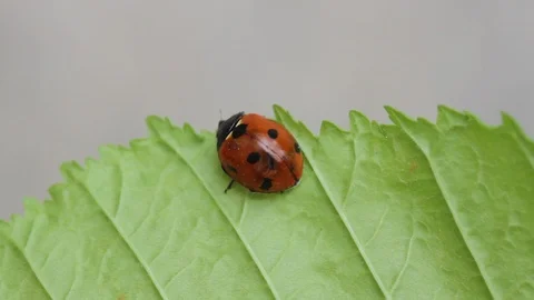 Ladybug on grass. Beautiful ladybug on leaf defocused background. Macro photo Stock Footage 107251175