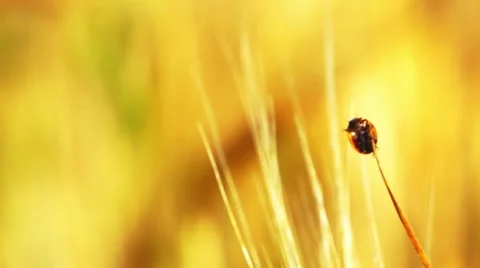 Ladybug on Grass in Beautiful Sunshine Stock Footage 50633834
