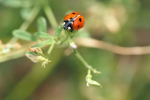 Ladybug on the grass close-up. Stock Photos