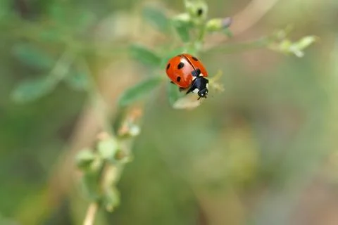 Ladybug on the grass close-up. Stock Photos