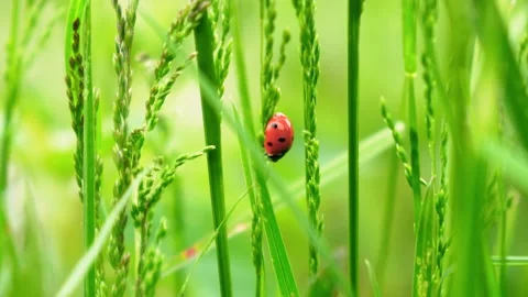 Ladybug in the grass close up. Red lady-beatle on the field. Stock Footage 141081578