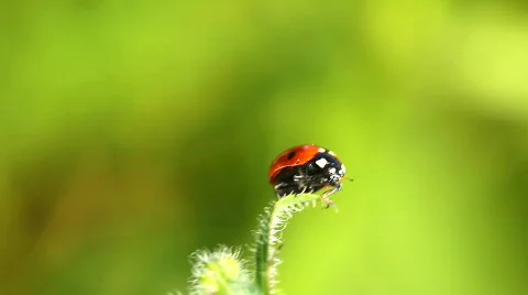 Ladybug on grass  Stock Footage 789923
