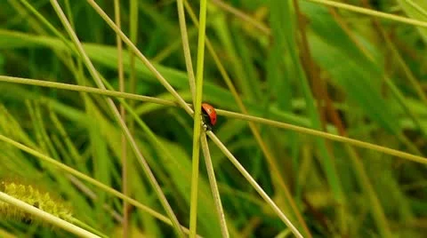 Ladybug in grass Stock Footage 11146592