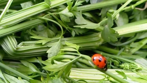 Ladybug in grass Stock Footage 76560257