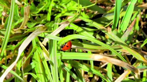 Ladybug On The Grass Stock Footage 88285548