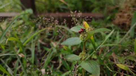 Ladybug on the grass Stock Footage 150134237