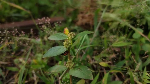 Ladybug on the grass Stock Footage 150134265