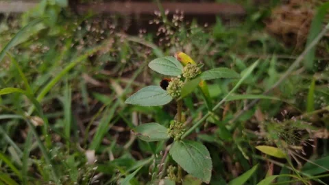 Ladybug on the grass Stock Footage 150134332