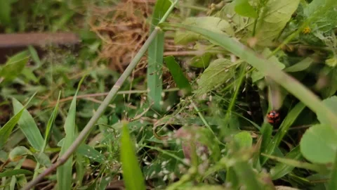Ladybug on the grass Stock Footage 150134416