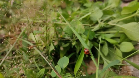 Ladybug on the grass Stock Footage 150134479