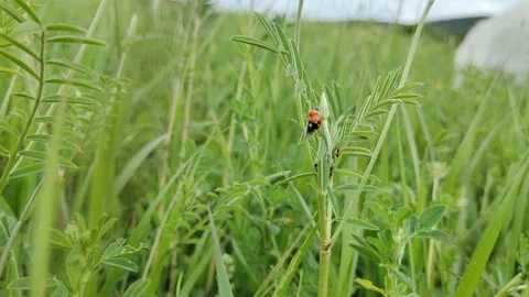 Ladybug on the grass Stock Footage 242412155