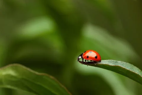 Ladybug on Grass on  Green Background Stock Photos