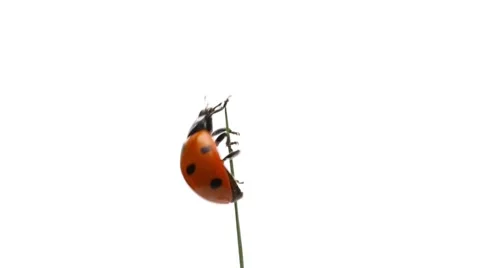 Ladybug on grass isolated on white background macro close up Stock Footage 53879852