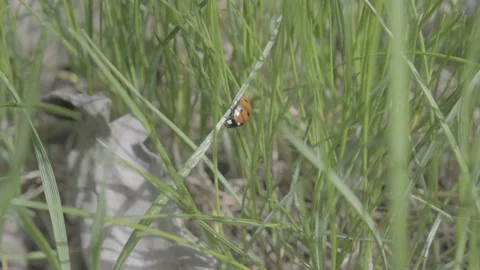 Ladybug in the grass. Ladybug on green grass close-up Stock Footage 194343058