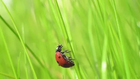 Ladybug on the grass of the lawn. Macro shooting of a ladybug in the sunlight. Stock Footage 154213007