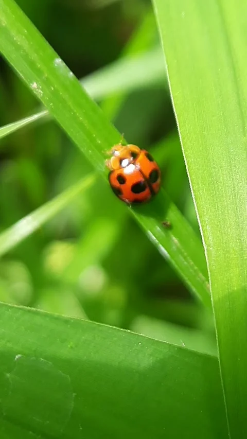 Ladybug on grass leaf, crawling insect with orange shell and black spots, v.. Stock Footage 342627521