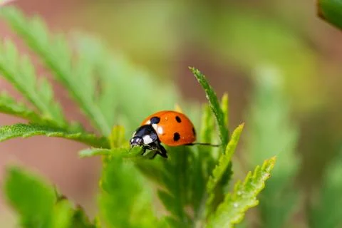Ladybug on the grass macro Stock Photos