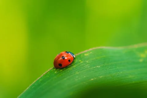 Ladybug on the grass macro Stock Photos