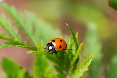 Ladybug on the grass macro Stock Photos