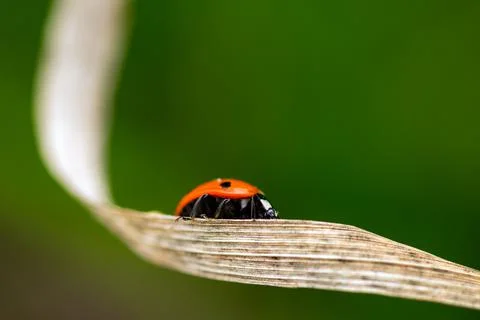 Ladybug on the grass macro Stock Photos