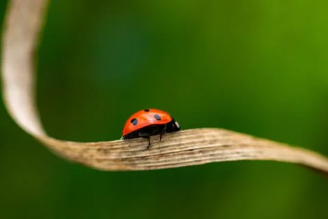 Ladybug on the grass macro Stock Photos