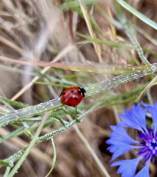 Ladybug on Grass Next to Cornflower Stock Photos