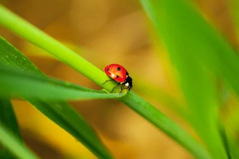 Ladybug on grass Stock-Fotos