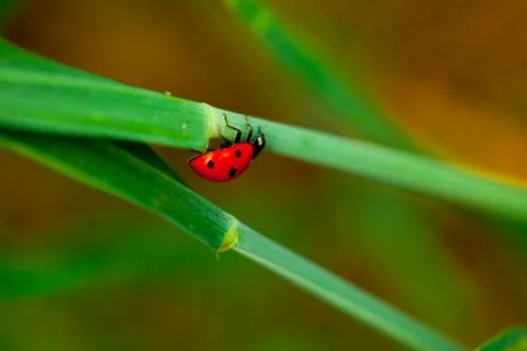 Ladybug on grass Stock Photos
