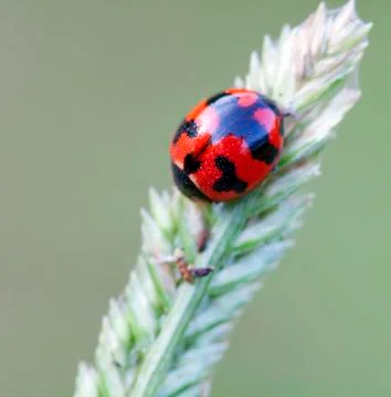 Ladybug on grass Stock Photos