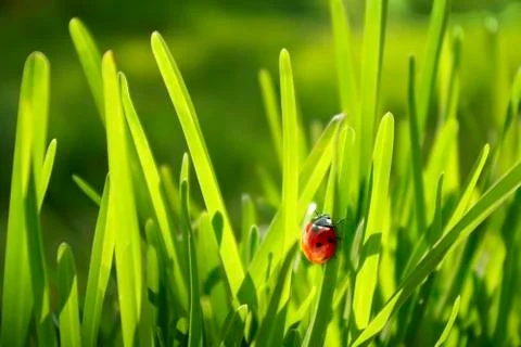 Ladybug in grass Stock Photos