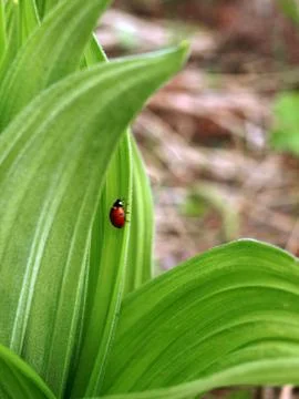 Ladybug on a grass Foto stock