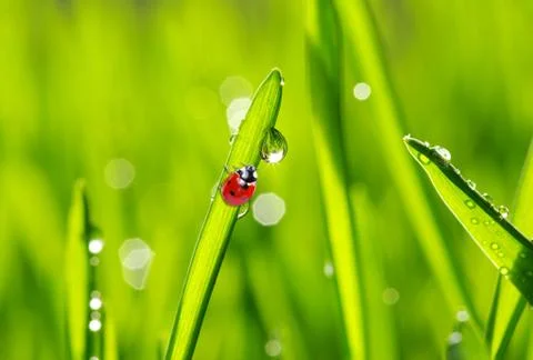 Ladybug on grass Foto stock