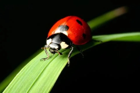 Ladybug on grass Stock Photos