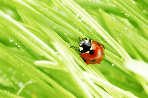 Ladybug on grass Stock Photos
