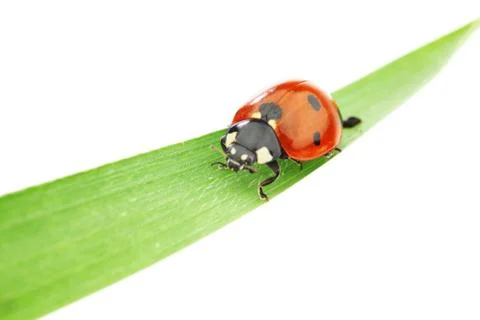 Ladybug on grass Foto stock