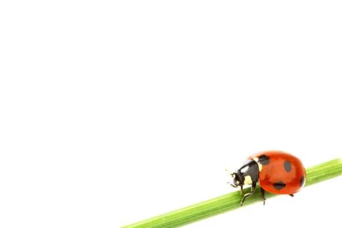 Ladybug on grass Stock Photos