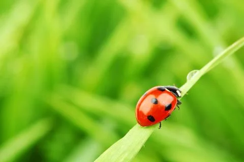 Ladybug on grass Stock Photos
