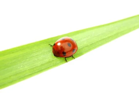 Ladybug on grass Stock Photos
