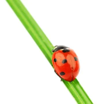 Ladybug on grass Stock Photos