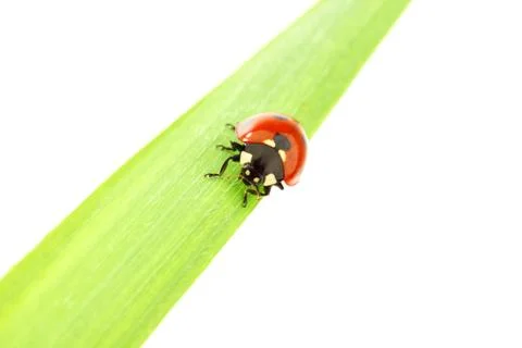 Ladybug on grass Stock Photos