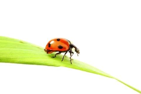 Ladybug on grass Stock Photos