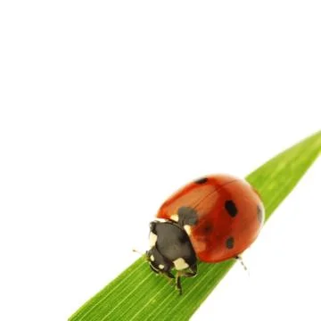 Ladybug on grass Stock Photos