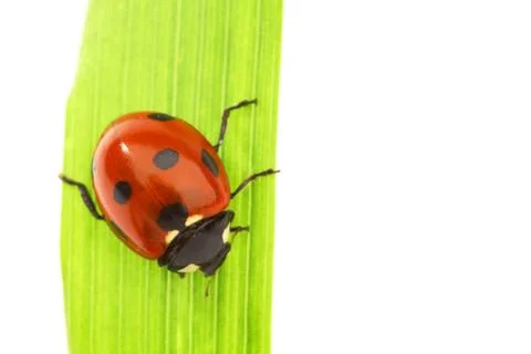 Ladybug on grass Stock Photos